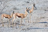 Springboks, Etosha National Park, Namibia