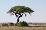 Tree, Etosha National Park, Namibia