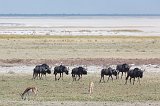 Blue Wildebeests and Springboks, Etosha Pan, Etosha National Park