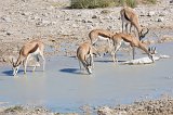 Springboks Drinking, Salvadora Waterhole, Etosha National Park