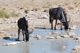 Blue Wildebeests Drinking, Salvadora Waterhole, Etosha National Park