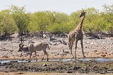 Greater Kudu and South African Giraffe, Rietfontein Waterhole, Etosha National Park