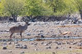 Greater Kudu and Springbok, Rietfontein Waterhole, Etosha National Park