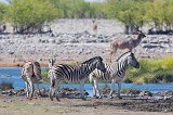 Burchell's Zebras, Rietfontein Waterhole, Etosha National Park