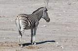 Burchell's Zebra Cub, Etosha National Park, Namibia