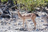 Black-Faced Impala (Aepyceros Melampus Petersi), Etosha National Park, Namibia