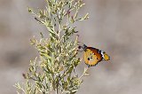 Monarch Butterfly, Etosha National Park, Namibia