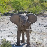 Baby African Bush Elephant, Etosha National Park, Namibia