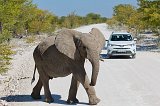 African Bush Elephant Crossing the Road, Etosha National Park, Namibia
