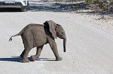 Baby Elephant Crosses the Road, Etosha National Park, Namibia