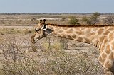 South African Giraffe, Etosha National Park, Namibia