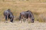 Blue Wildebeests Grazing, Etosha National Park, Namibia