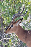 Black-Faced Impala (Aepyceros Melampus Petersi), Etosha National Park, Namibia