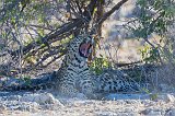 African Leopard Yawning, Etosha National Park, Namibia