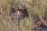African Leopard (Panthera Pardus Pardus), Etosha National Park, Namibia