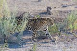 African Leopard, Etosha National Park, Namibia
