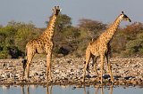 Two South African Giraffes, Klein Namutoni Waterhole, Etosha National Park