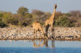 South African Giraffes Drinking, Klein Namutoni Waterhole, Etosha National Park