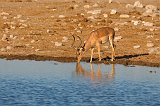 Black-Faced Impala Drinking, Klein Namutoni Waterhole, Etosha National Park