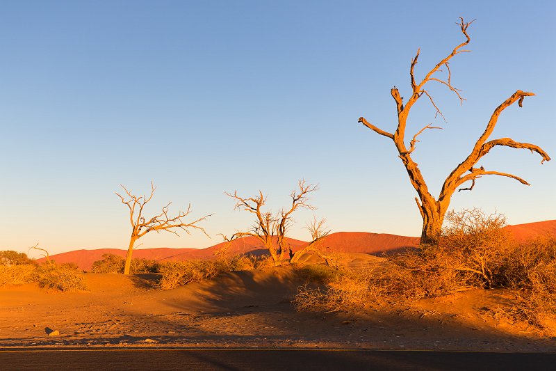 Dead Trees at Sunrise, Sossusvlei, Namib-Naukluft National Park, Namibia | Sossusvlei - Namibia (IMG_3273.jpg)