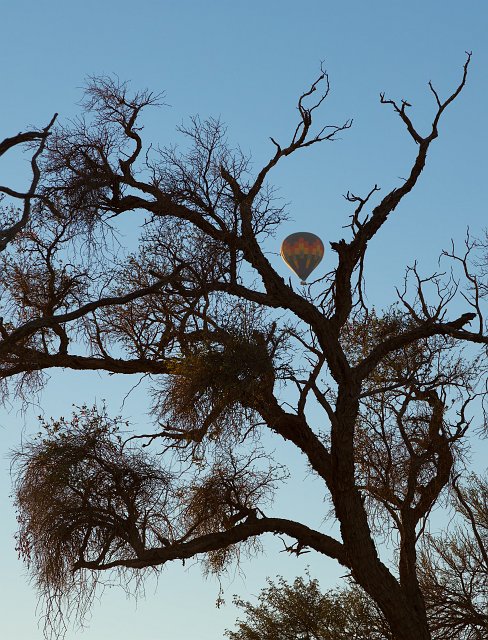 Hot-Air Balloon in between the Branches, Sossusvlei, Namibia | Sossusvlei - Namibia (IMG_3292_3.jpg)