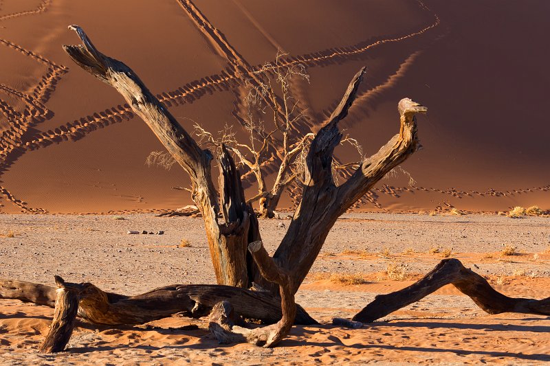Dead Trees in front of Dune 45, Sossusvlei, Namib-Naukluft National Park, Namibia | Sossusvlei - Namibia (IMG_3374.jpg)