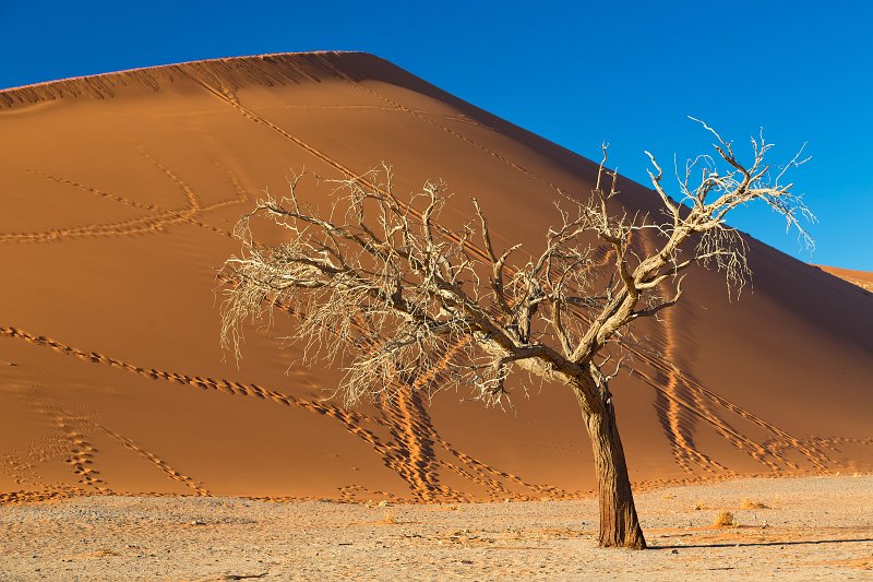 Dead Tree in front of Dune 45, Sossusvlei, Namib-Naukluft National Park, Namibia | Sossusvlei - Namibia (IMG_3388.jpg)