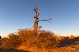 Dried-out Tree, Sossusvlei, Namib-Naukluft National Park, Namibia
