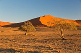 Trees in front of a Dune, Sossusvlei, Namib-Naukluft National Park, Namibia