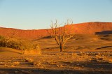 Tree and Dune, Sossusvlei, Namib-Naukluft National Park, Namibia