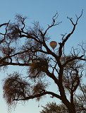 Hot-Air Balloon in between the Branches, Sossusvlei, Namibia