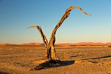 Dead Tree, Sossusvlei, Namib-Naukluft National Park, Namibia