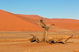 Dead Tree near Dune 45, Sossusvlei, Namib-Naukluft National Park, Namibia