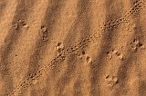 Traces in the Sand, Sossusvlei, Namib-Naukluft National Park, Namibia