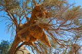 Nest of Sociable Weavers, Sossusvlei, Namib-Naukluft National Park, Namibia