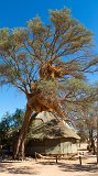 Acacia Erioloba Hosting a Nest of Sociable Weavers, Sossusvlei, Namibia