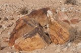Petrified trees in The Big Crater (HaMakhtesh HaGadol)