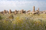 Selinunte - Remains of Temple of Athena (Temple F)
