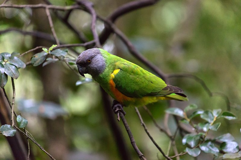 Senegal Parrot (Poicephalus senegalus) | Birds of Eden Sanctuary - Plettenberg Bay, South Africa (IMG_8748.jpg)