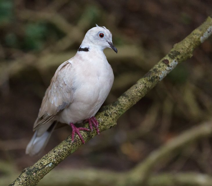 Birds of Eden Sanctuary Plettenberg Bay, South Africa RingNecked
