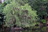 Cattle Egrets on a Tree and Ducks Near a Pond