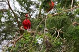 Scarlet Ibis (Eudocimus rubber)