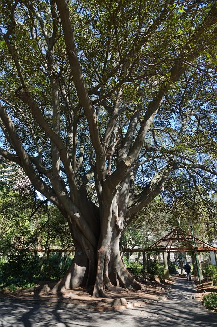 Big Old Tree, The Company's Garden | Cape Town - Western Cape, South Africa (IMG_9365.jpg)