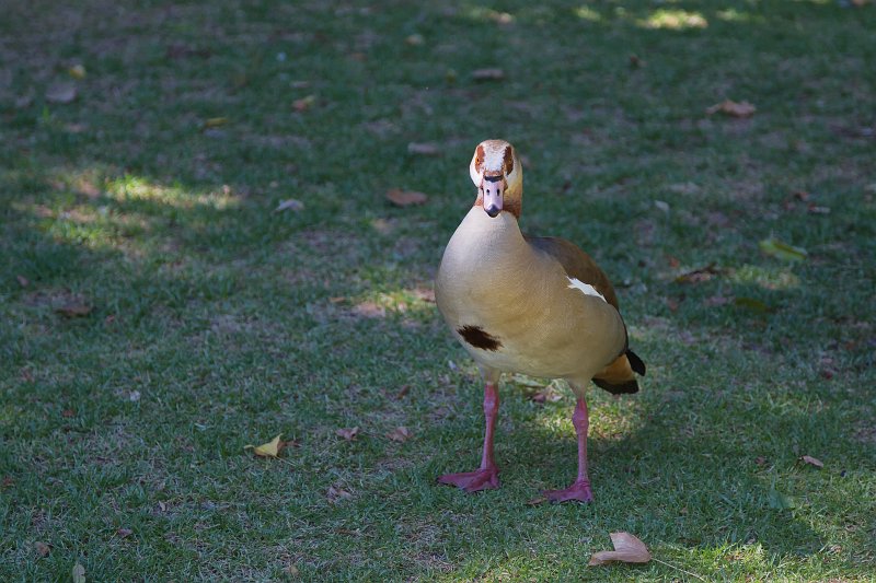 Egyptian Goose, The Company's Garden | Cape Town - Western Cape, South Africa (IMG_9377.jpg)