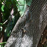 Squirrel on a Tree, Government Ave