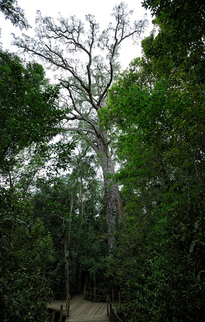 Tsitsikamma's Big Tree, Garden Route National Park, South Africa | Garden Route - South Africa (IMG_8434_35.jpg)