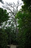 Tsitsikamma's Big Tree, Garden Route National Park, South Africa