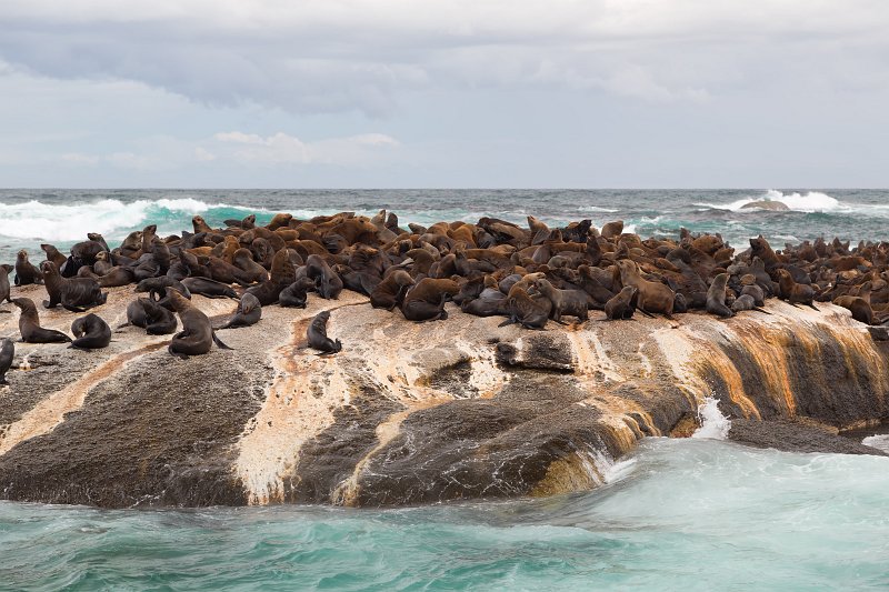 Cape Fur Seal Colony, Duiker Island | Hout Bay and Duiker Island - Western Cape, South Africa (IMG_9130.jpg)