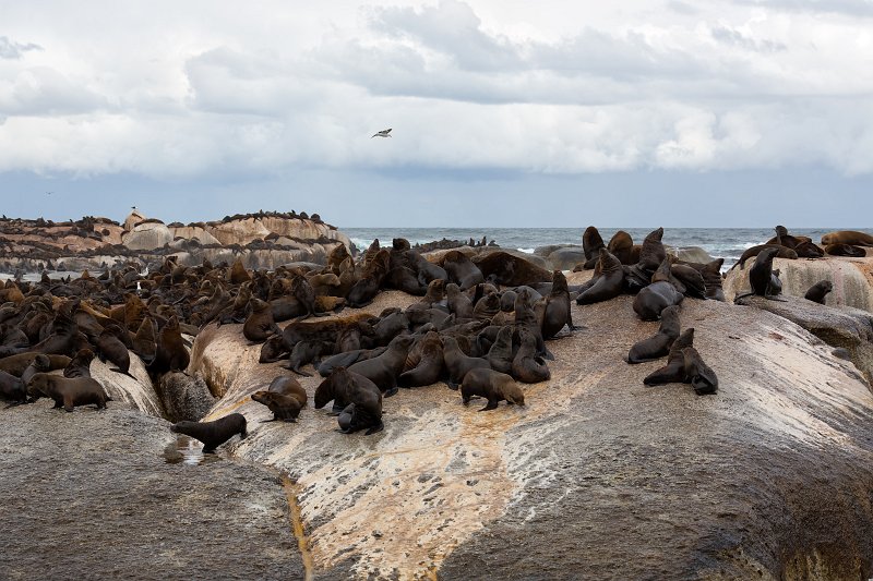 Cape Fur Seals, Duiker Island | Hout Bay and Duiker Island - Western Cape, South Africa (IMG_9137.jpg)
