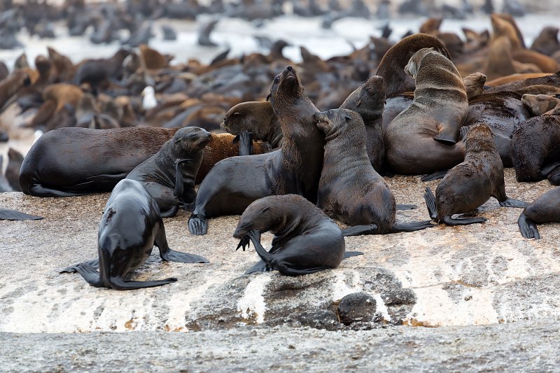 Hout Bay and Duiker Island Western Cape, South Africa Cape Fur